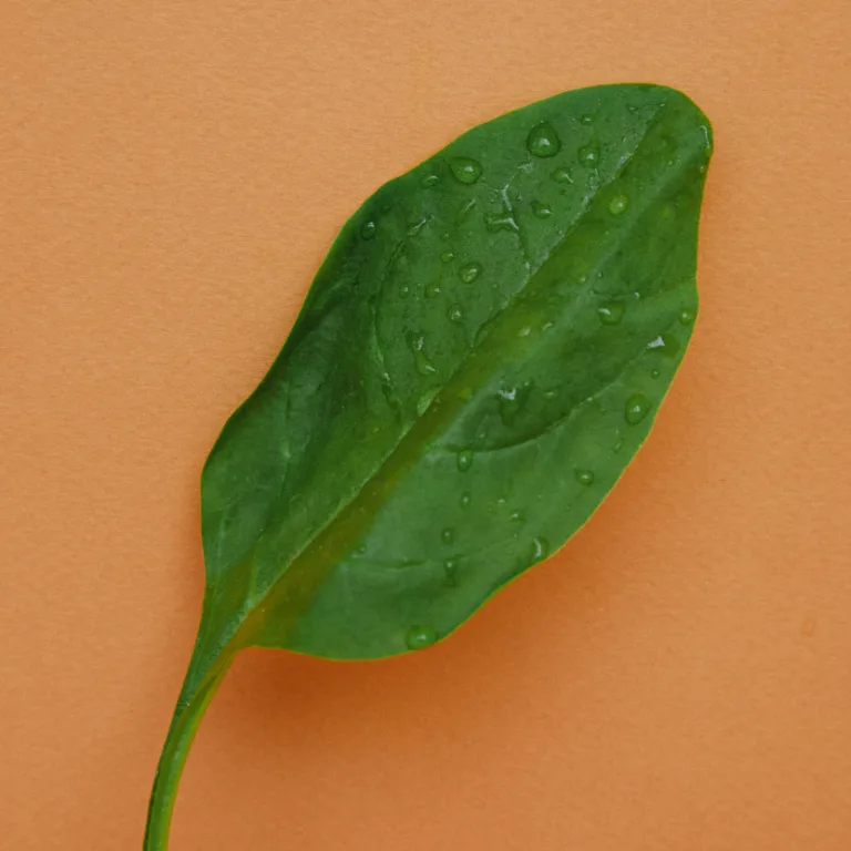 Single fresh spinach leaf with visible water droplets on a warm neutral background.
