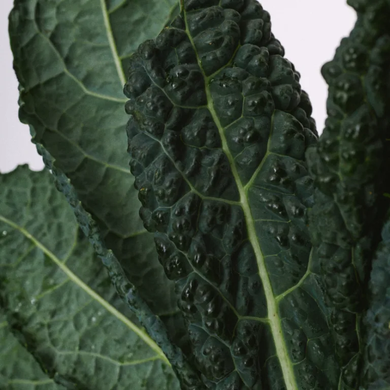 Close-up of textured dark green kale leaves with visible veining.
